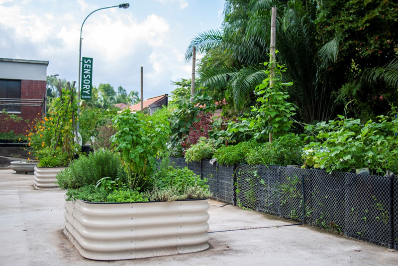 Urban Farming: How to Get Started